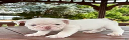 English Bulldog dogs for sale: Olaf - Ad 4