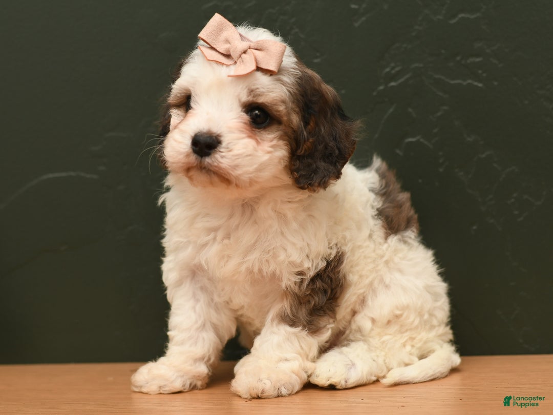 Cavapoo dogs for sale: Bella - Ad 3