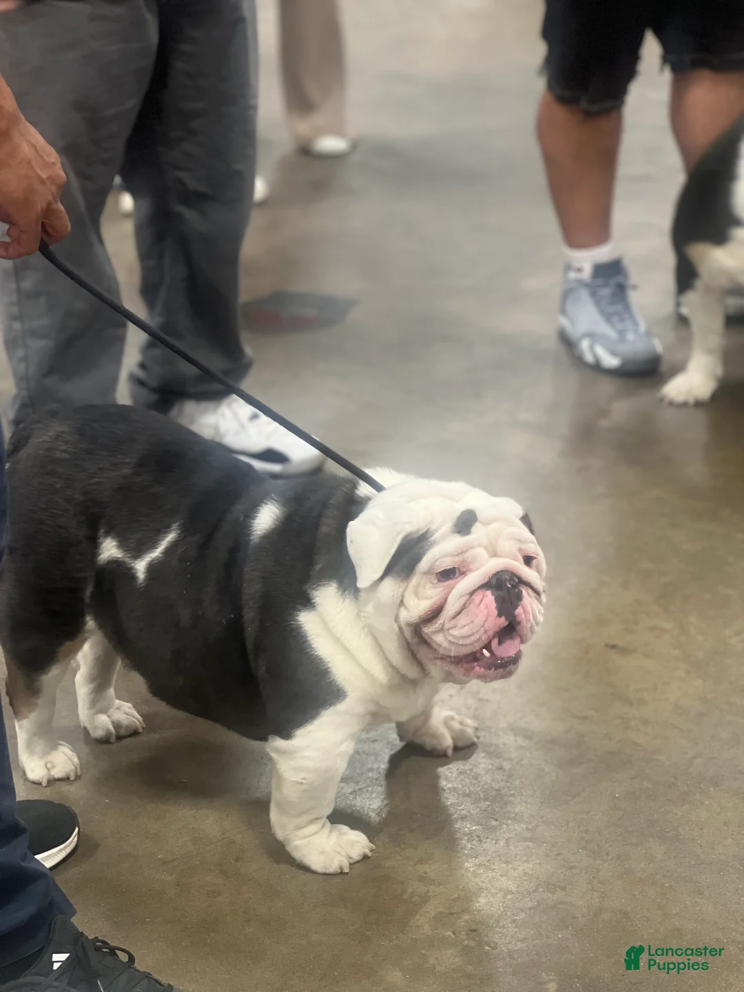 English Bulldog dogs for sale: Retired show female ready for pet home - Ad 2