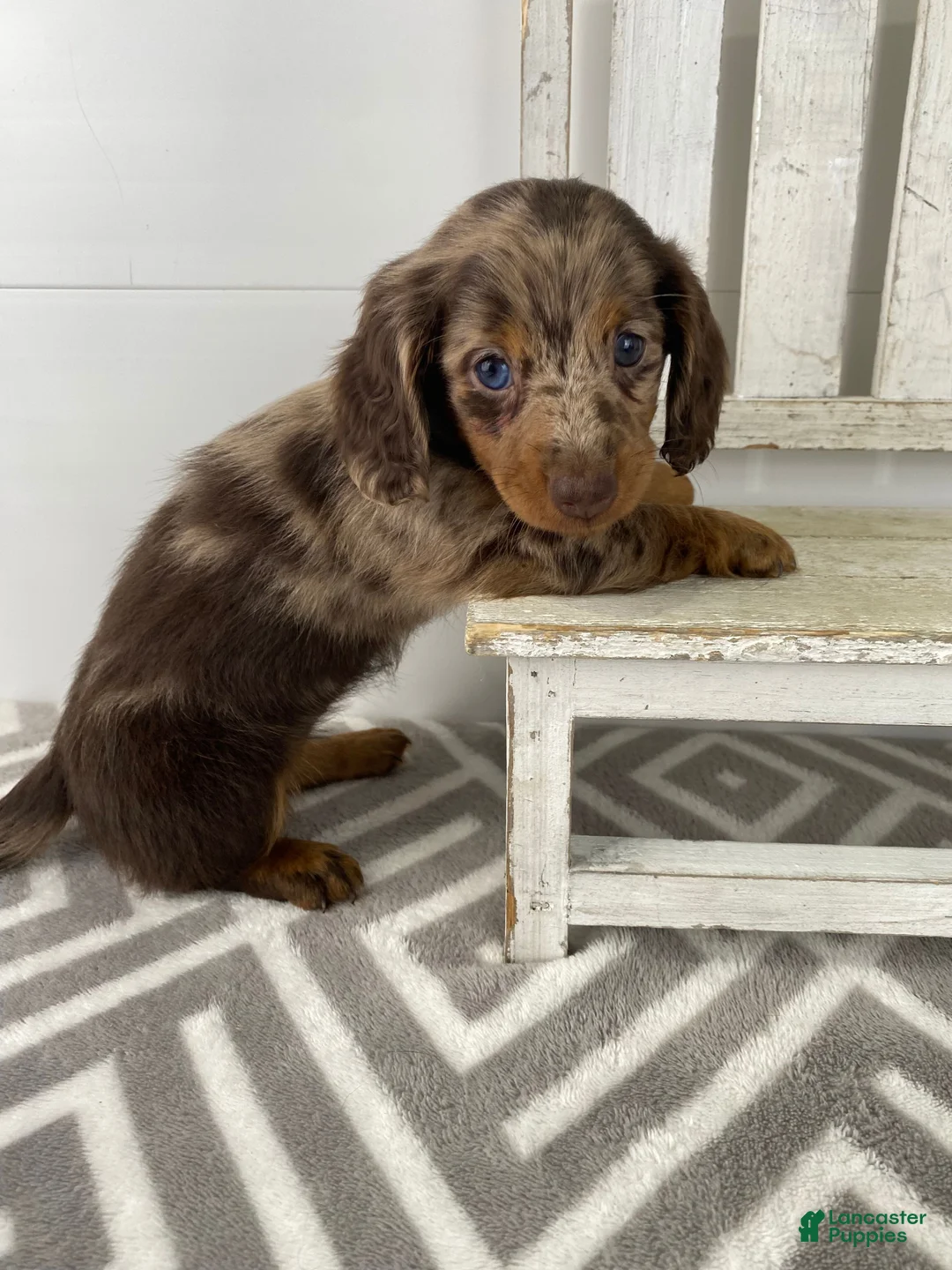 Miniature Dachshund dogs for sale: Rosie - Ad 11
