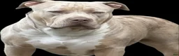 American Bully dogs for sale: American Bully 3 - Ad 3