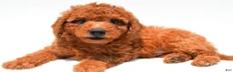 Mini Goldendoodle dogs for sale: Nick  - Ad 4