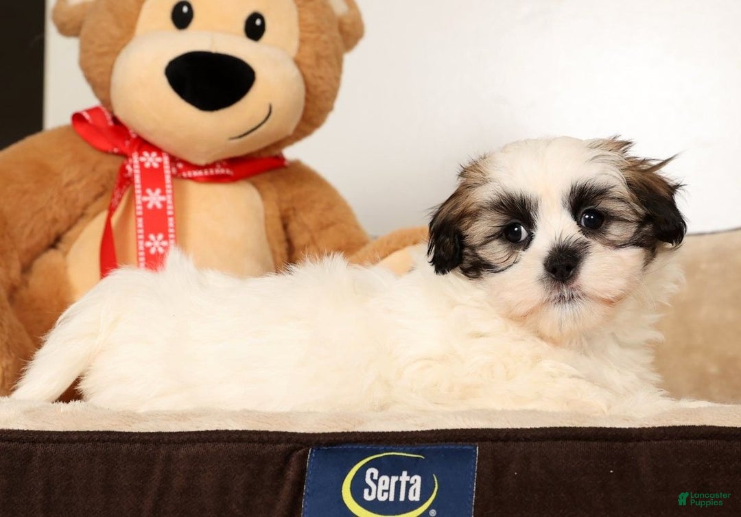 Malshi dogs for sale: Timmy - Ad 7