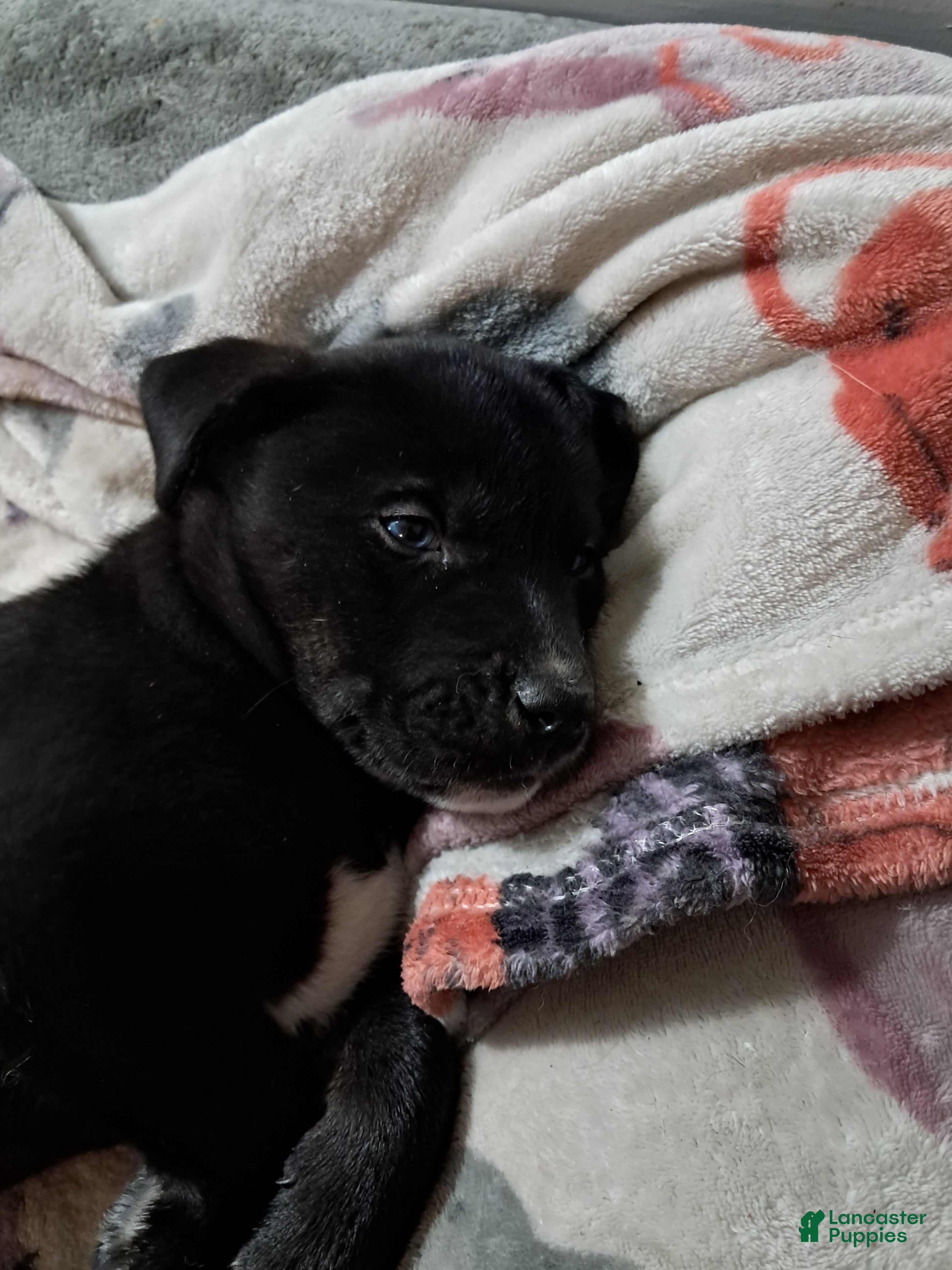 Mixed Breed dogs Lab/Husky Breed Puppies 1-4 - Ad 2