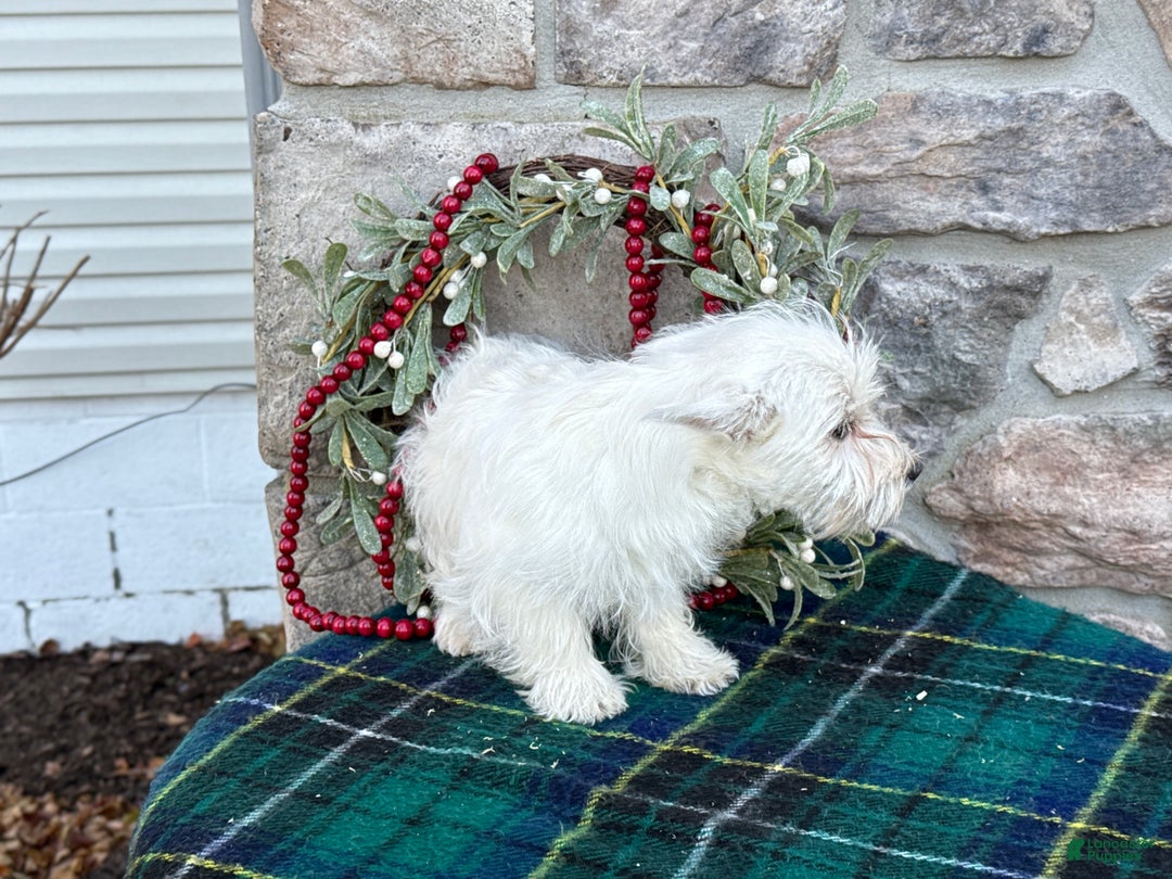 West Highland Terrier dogs for sale: Fancy - Ad 2