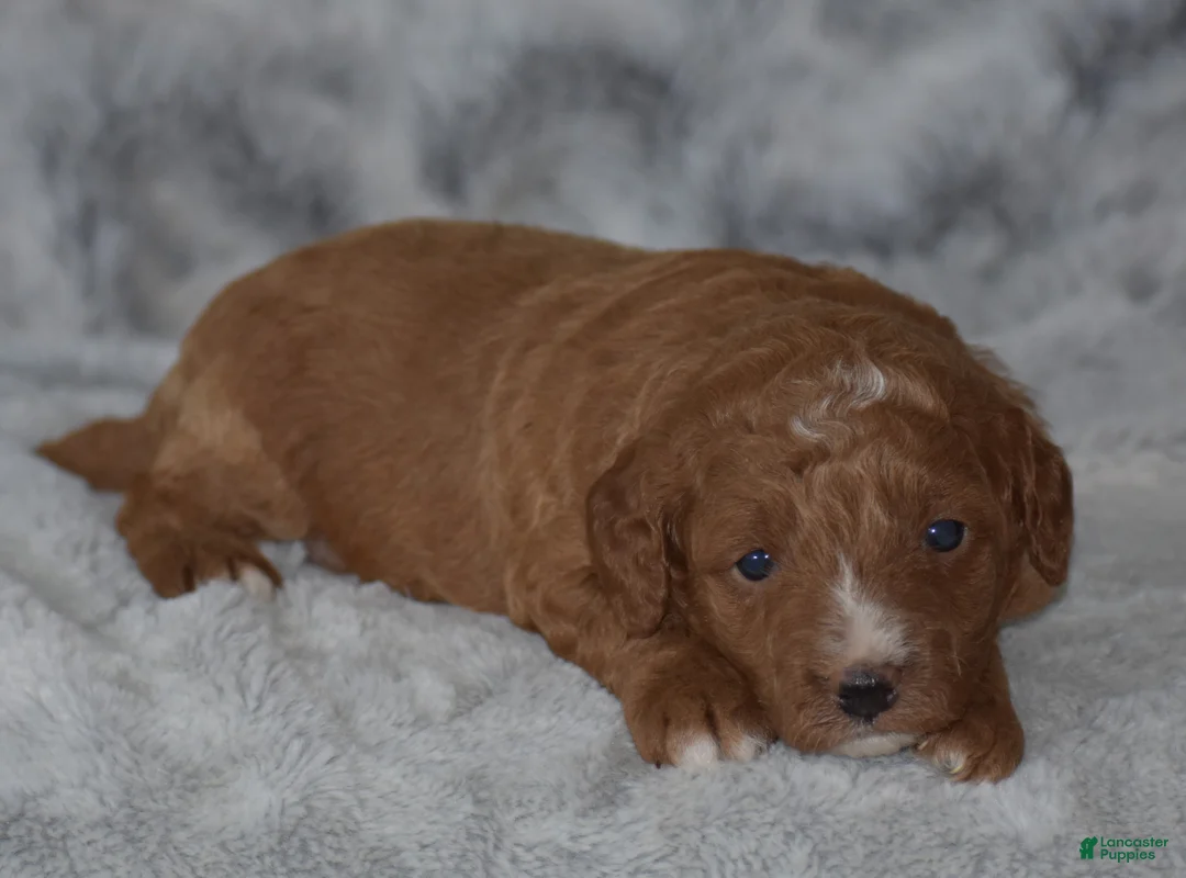 Miniature Poodle dogs for sale: Ridge - Ad 1
