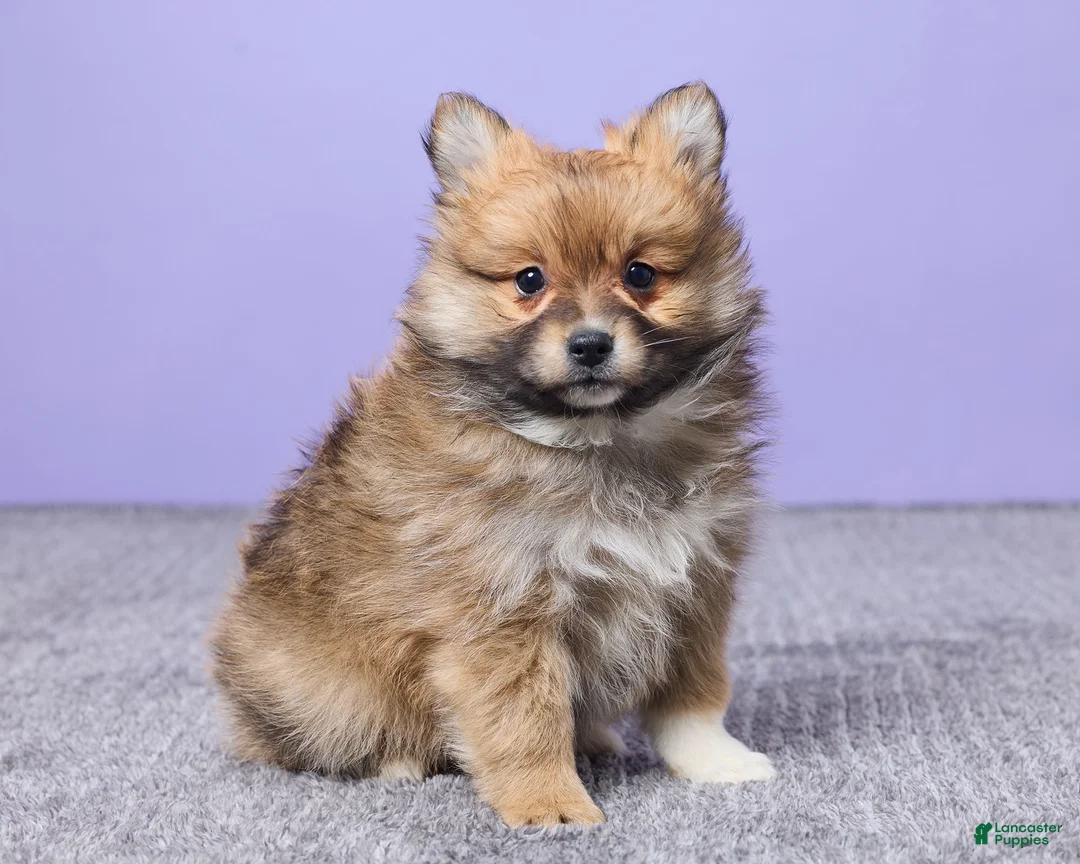 Pomeranian dogs for sale: Bella - Ad 3