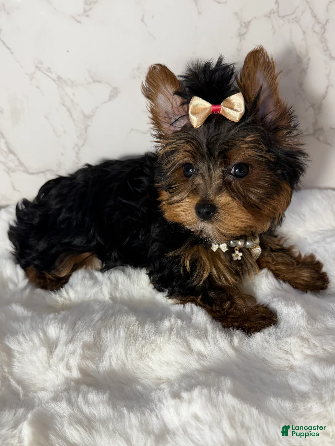 Yorkshire Terrier dogs for sale: Billy Rae - Ad 4
