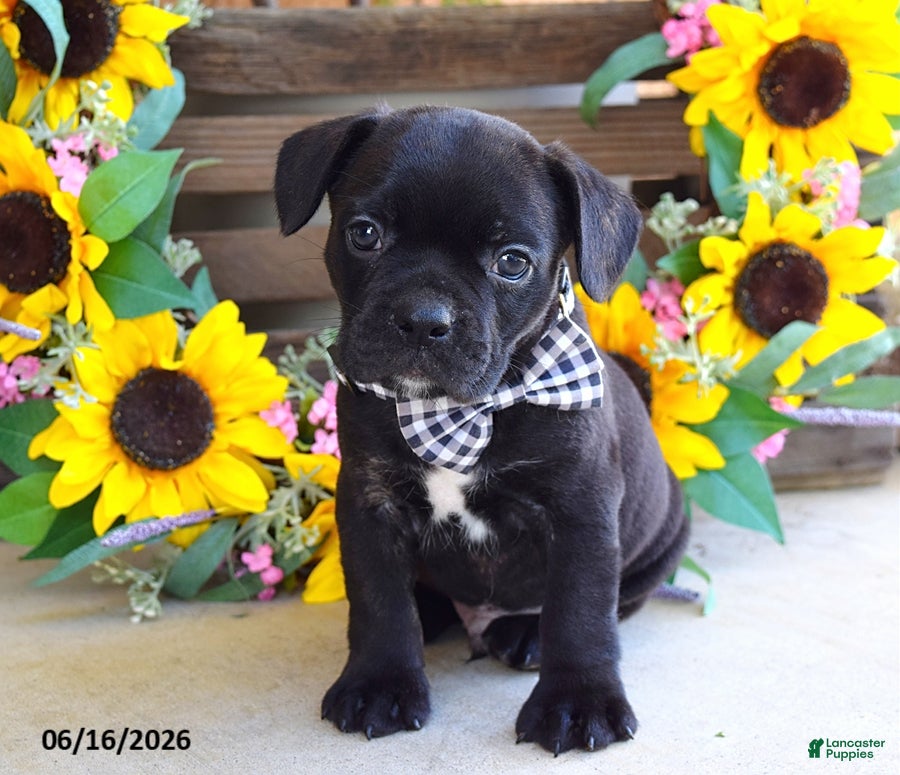 Frug dogs Jake - Ad 1