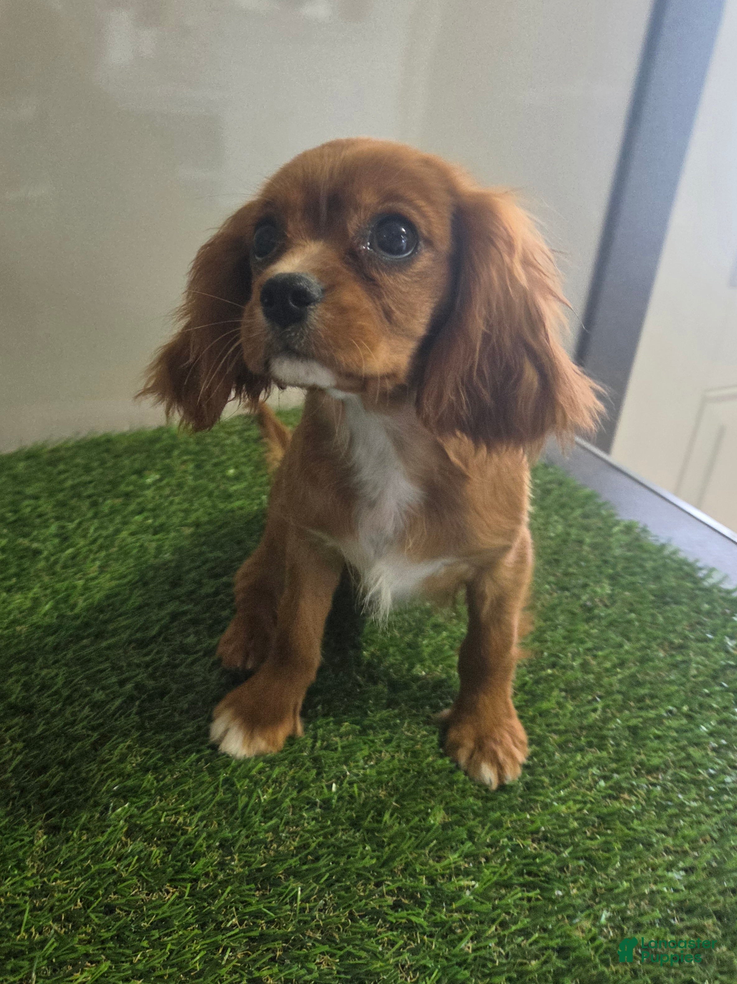Cavalier King Charles Spaniel dogs Chloe - Ad 1