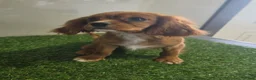 Cavalier King Charles Spaniel dogs for sale: Chloe - Ad 1
