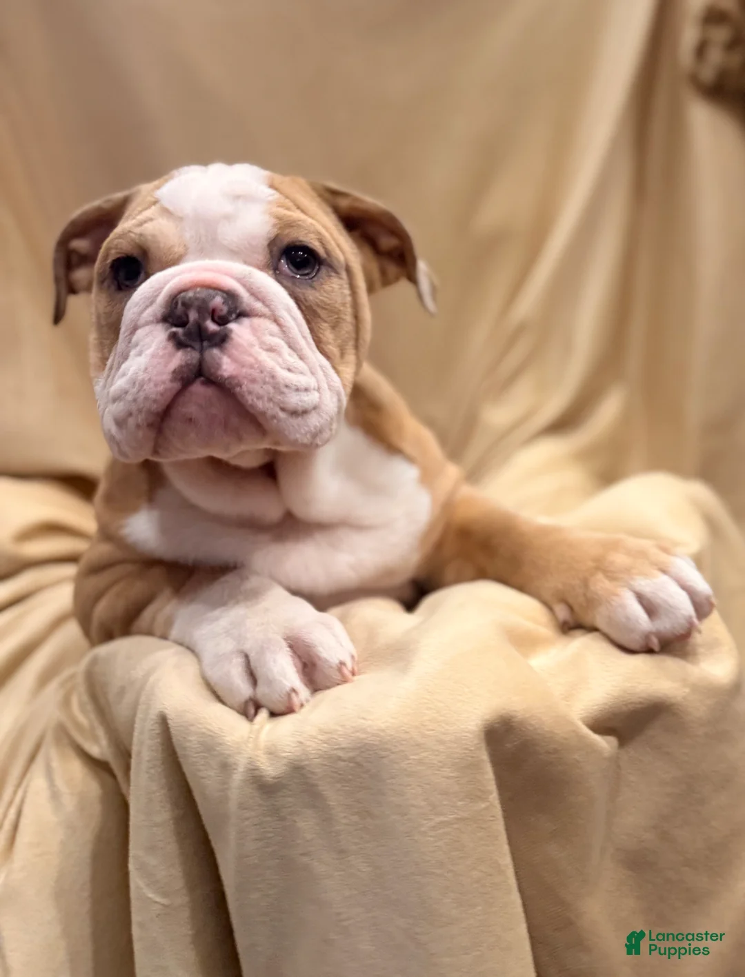English Bulldog dogs for sale: Faith - Ad 3