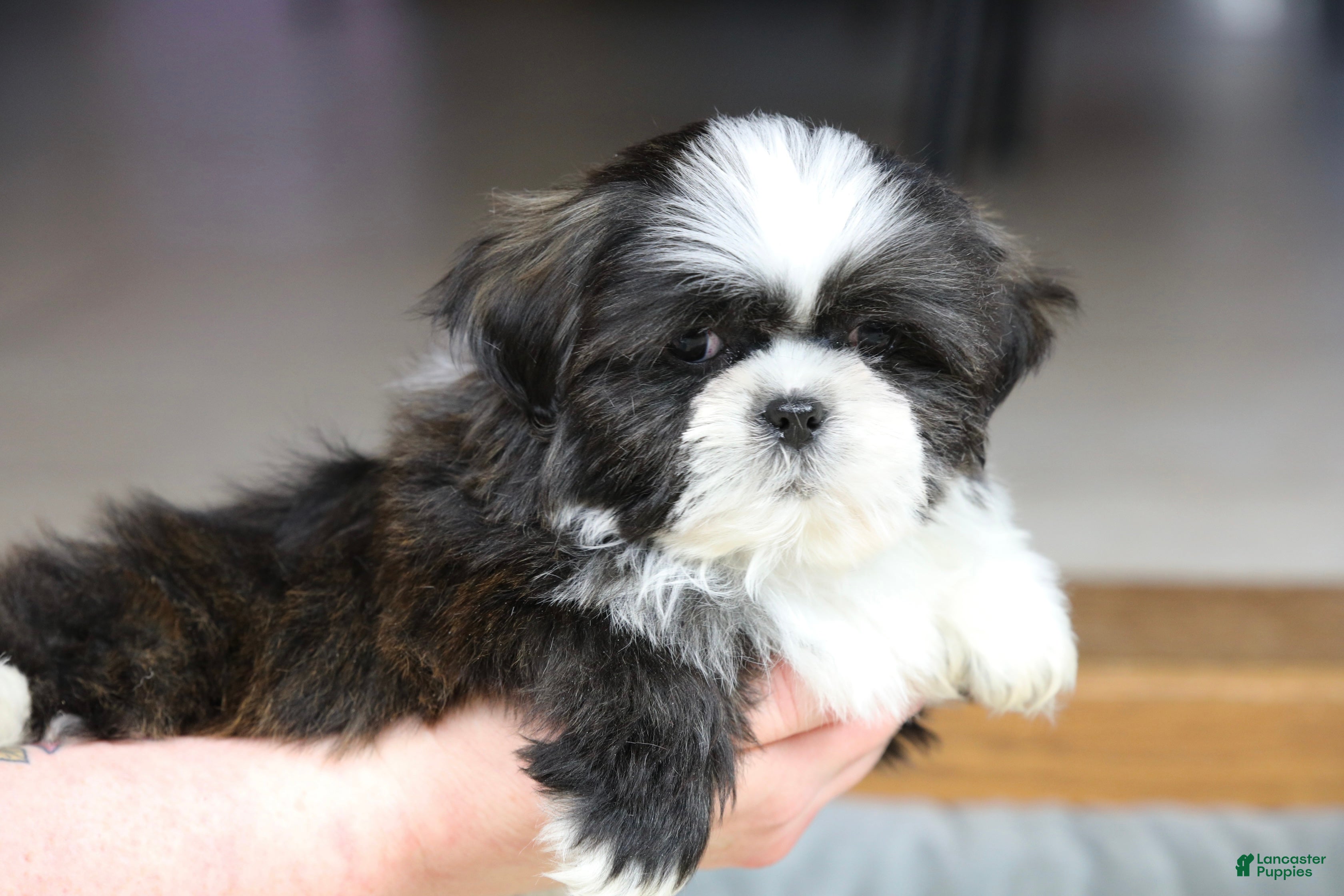 Shih Tzu dogs Stanlee - Ad 1