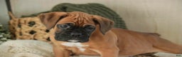 Boxer dogs for sale: Fred - Ad 1