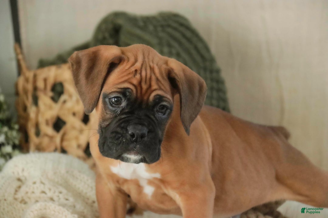 Boxer dogs for sale: Fred - Ad 1