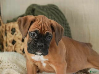 Boxer dogs Fred - Ad 35