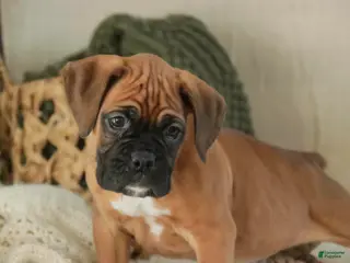 Boxer dogs Fred - Ad 35