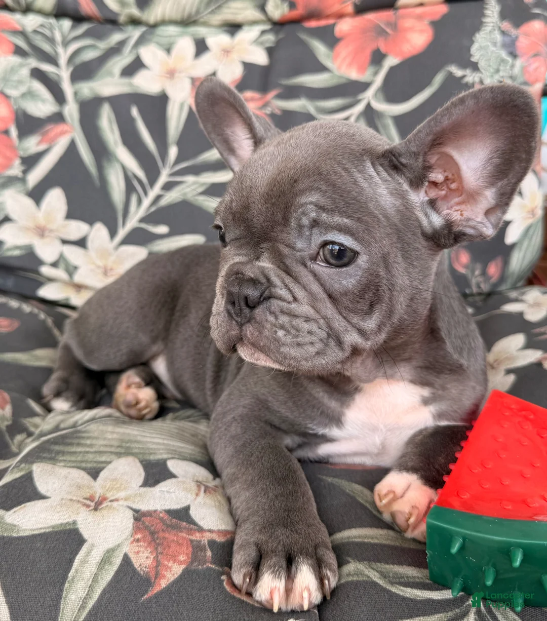French Bulldog dogs for sale: Socks - Ad 2