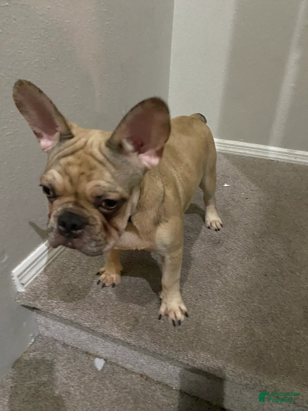 Gallery Image {{count}}