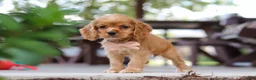Cocker Spaniel dogs for sale: Billie - Ad 5
