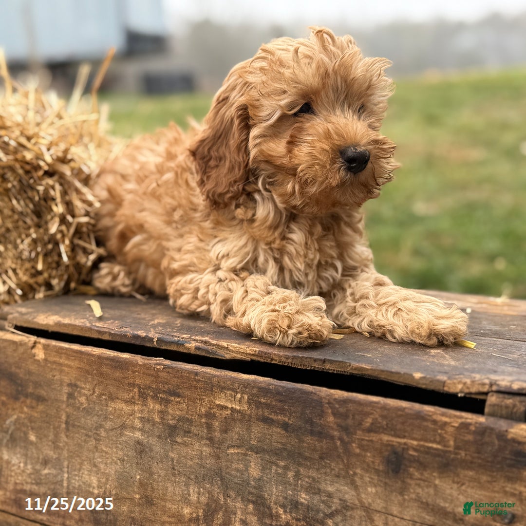 Irish Doodle dogs for sale: Frank  - Ad 6