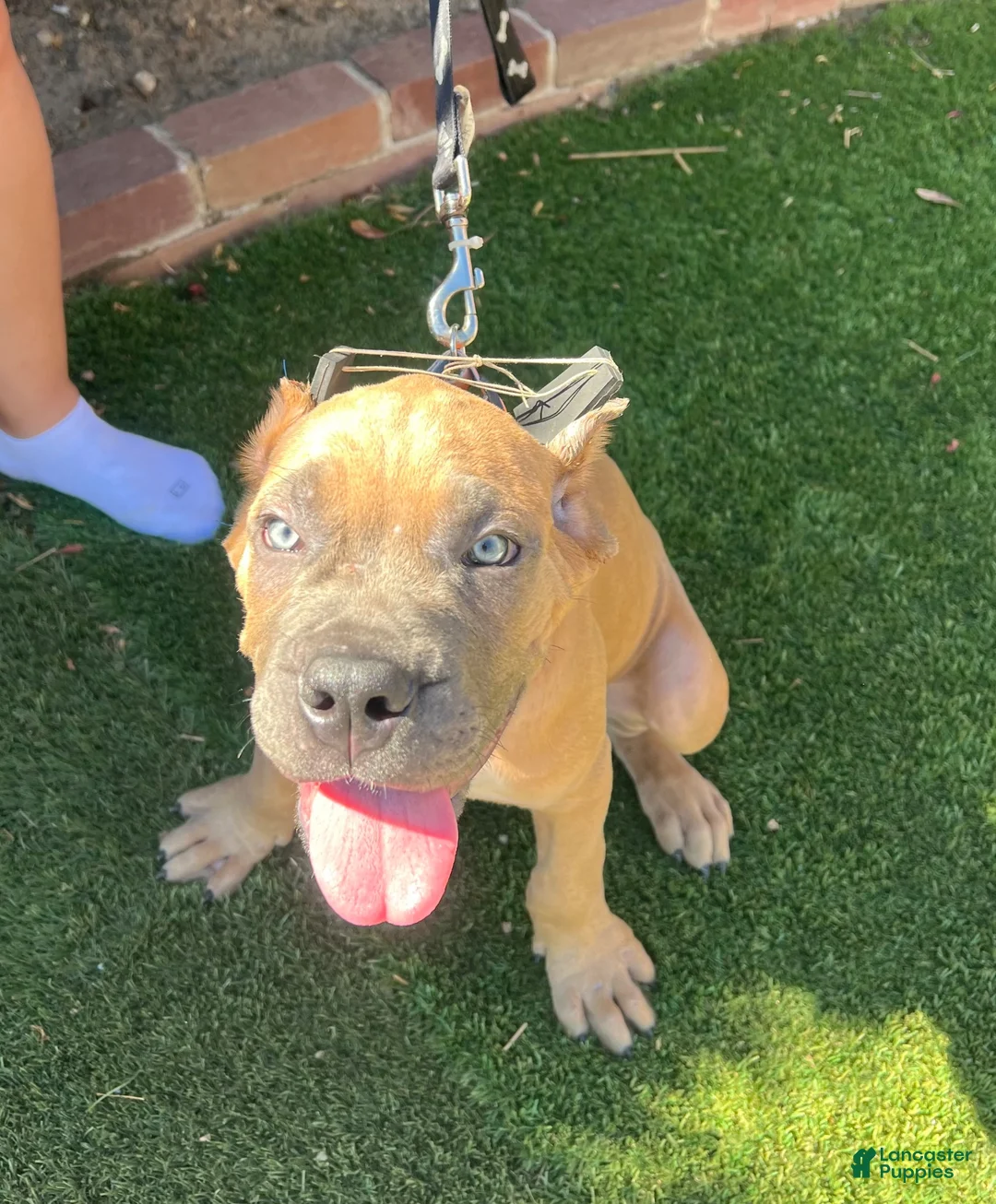 Cane Corso dogs for sale: Cane Corso 1 - Ad 2