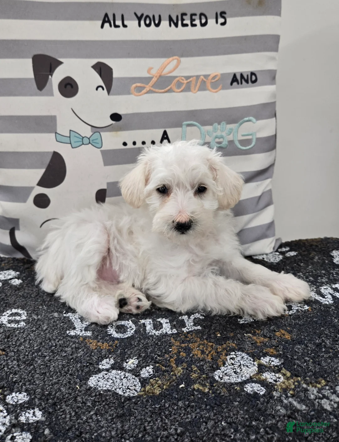 Schnoodle dogs for sale: Daisy - Ad 7
