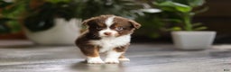 Miniature Australian Shepherd dogs for sale: Cadbury - Ad 4