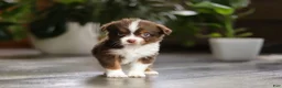 Miniature Australian Shepherd dogs for sale: Cadbury - Ad 4
