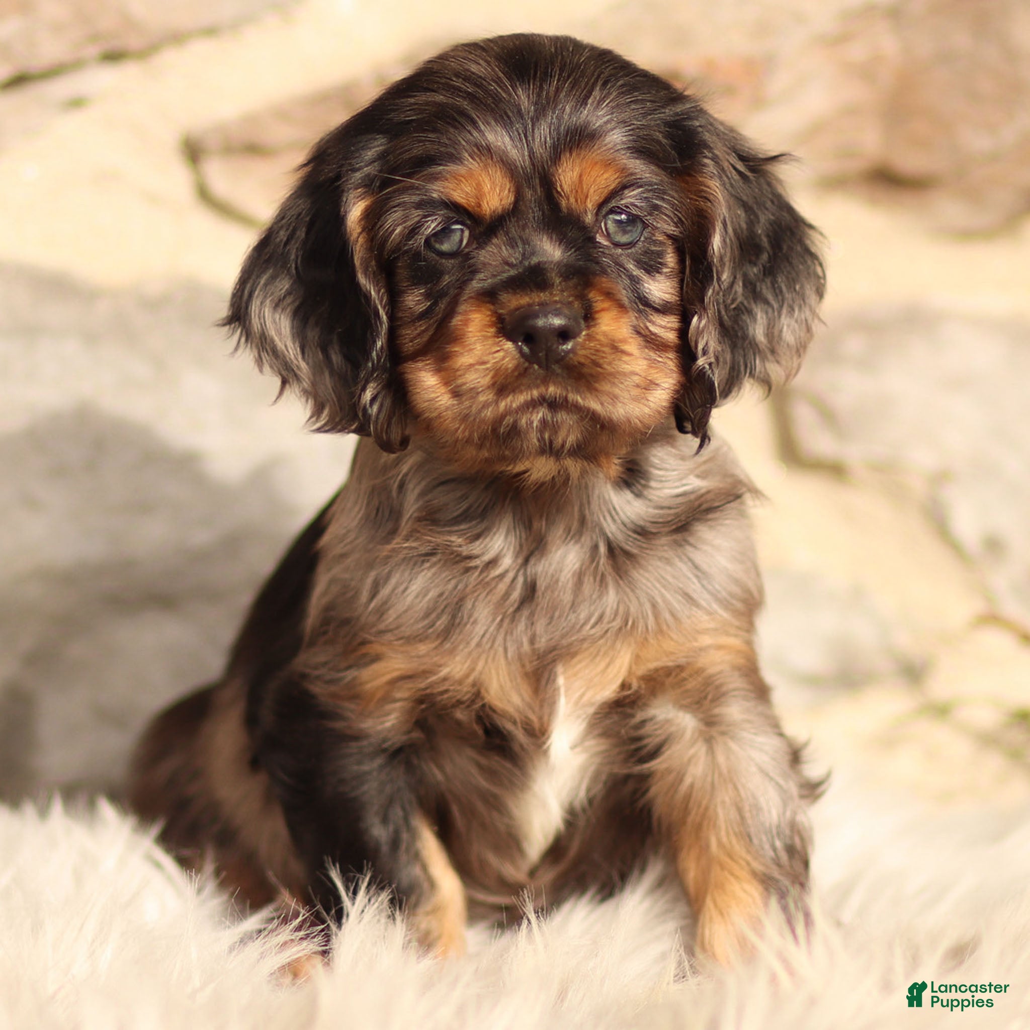 Cocker Spaniel dogs Dash - Ad 8