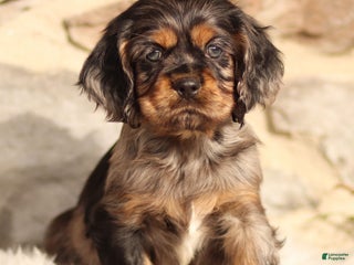 Cocker Spaniel dogs Dash - Ad 6