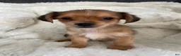 Mixed Breed dogs for sale: Mixed Breed 1 - Ad 1
