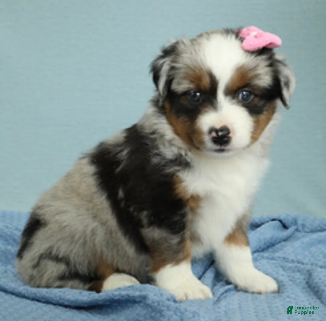 Miniature Australian Shepherd dogs for sale: Sage 🌿 - Ad 7