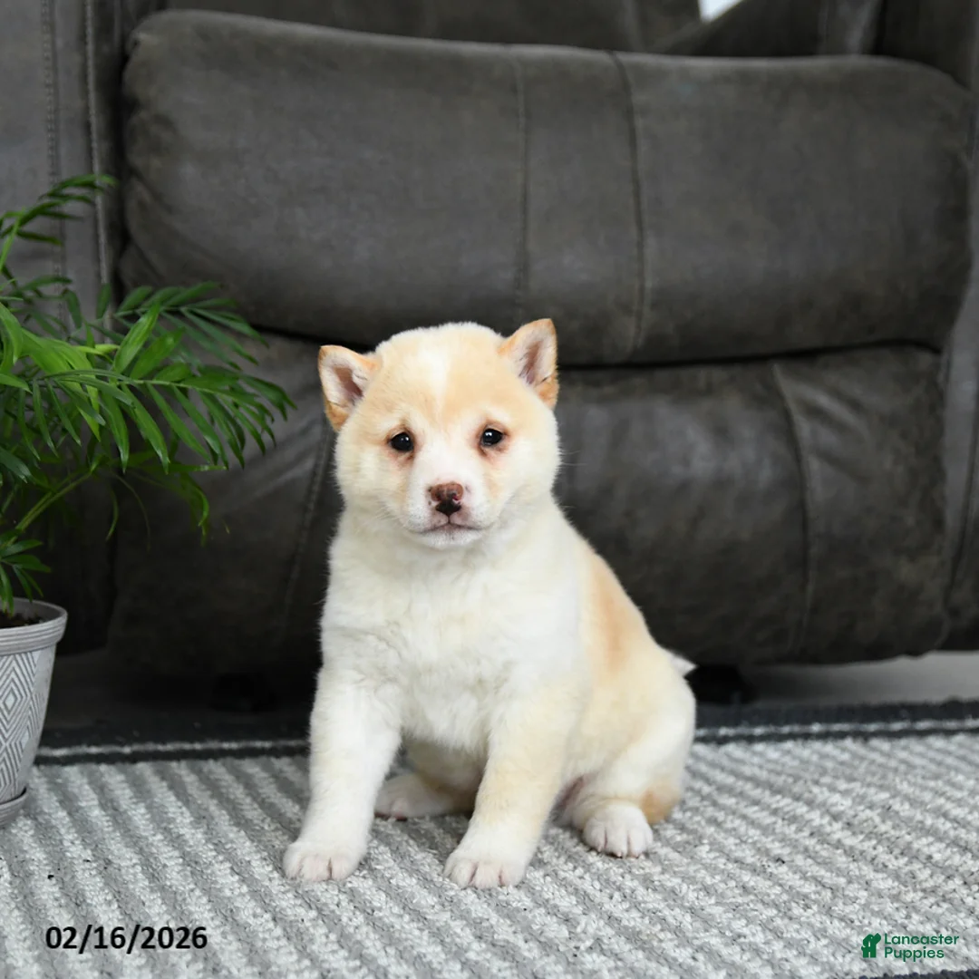 Shiba Inu dogs for sale: Biscuit - Ad 3