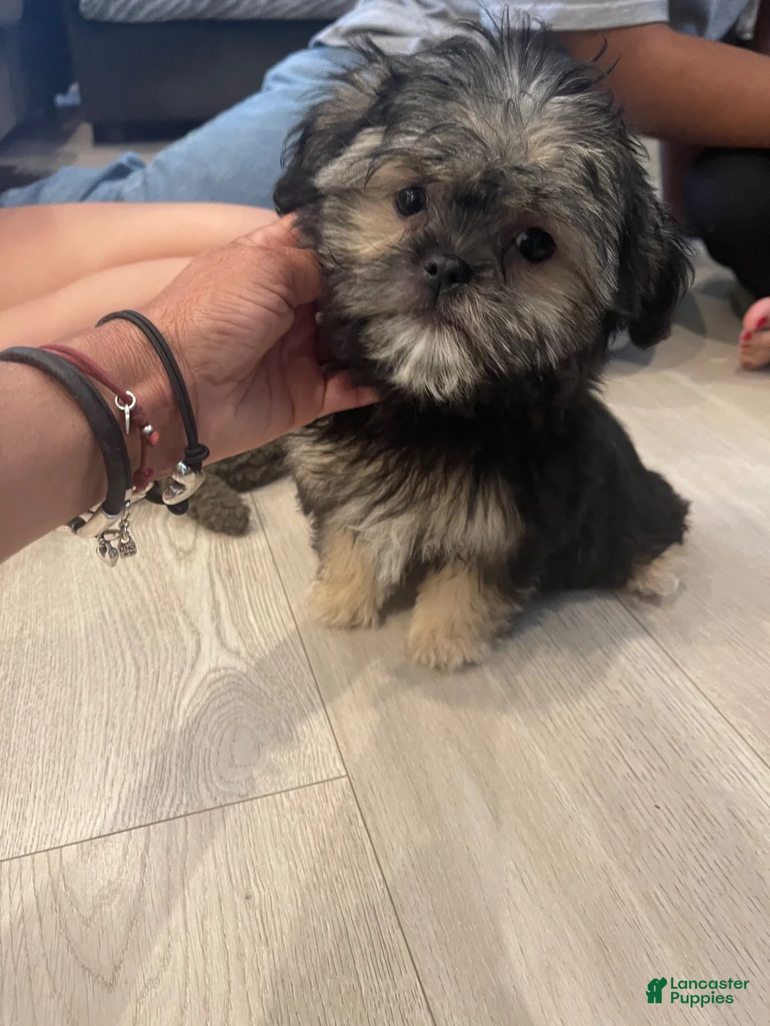 Shorkie dogs for sale: Shorkie 3 - Ad 2