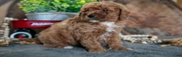 Miniature Poodle dogs for sale: Aiden - Ad 1