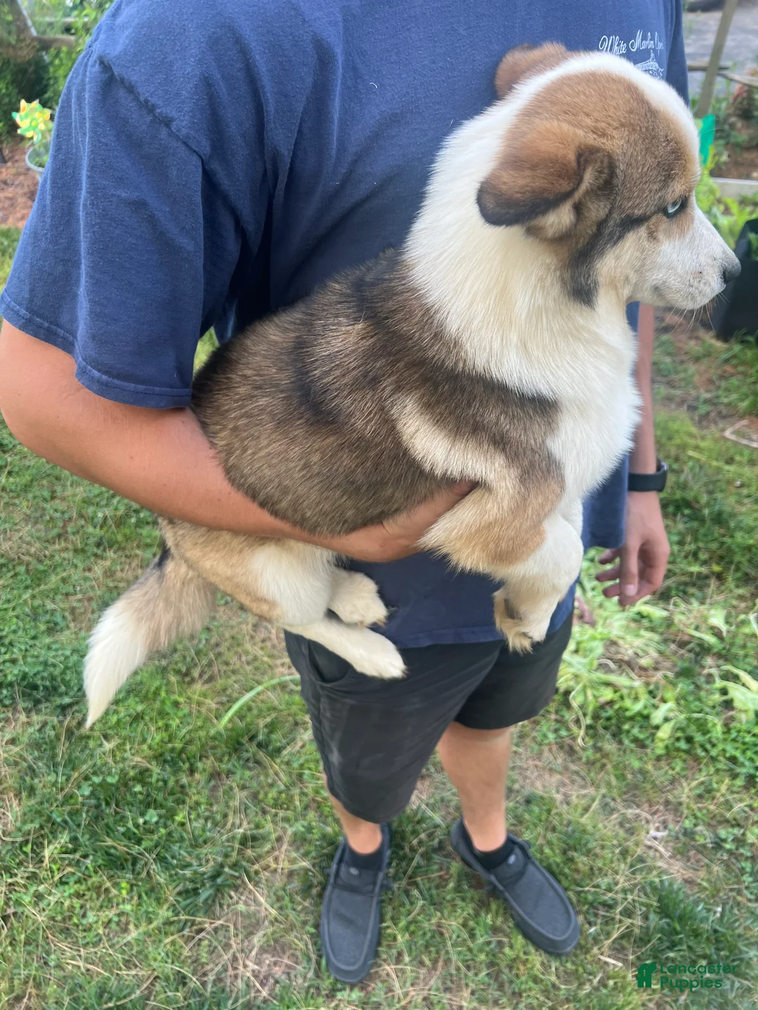 Mixed Breed dogs for sale: Mixed Breed 3 - Ad 4