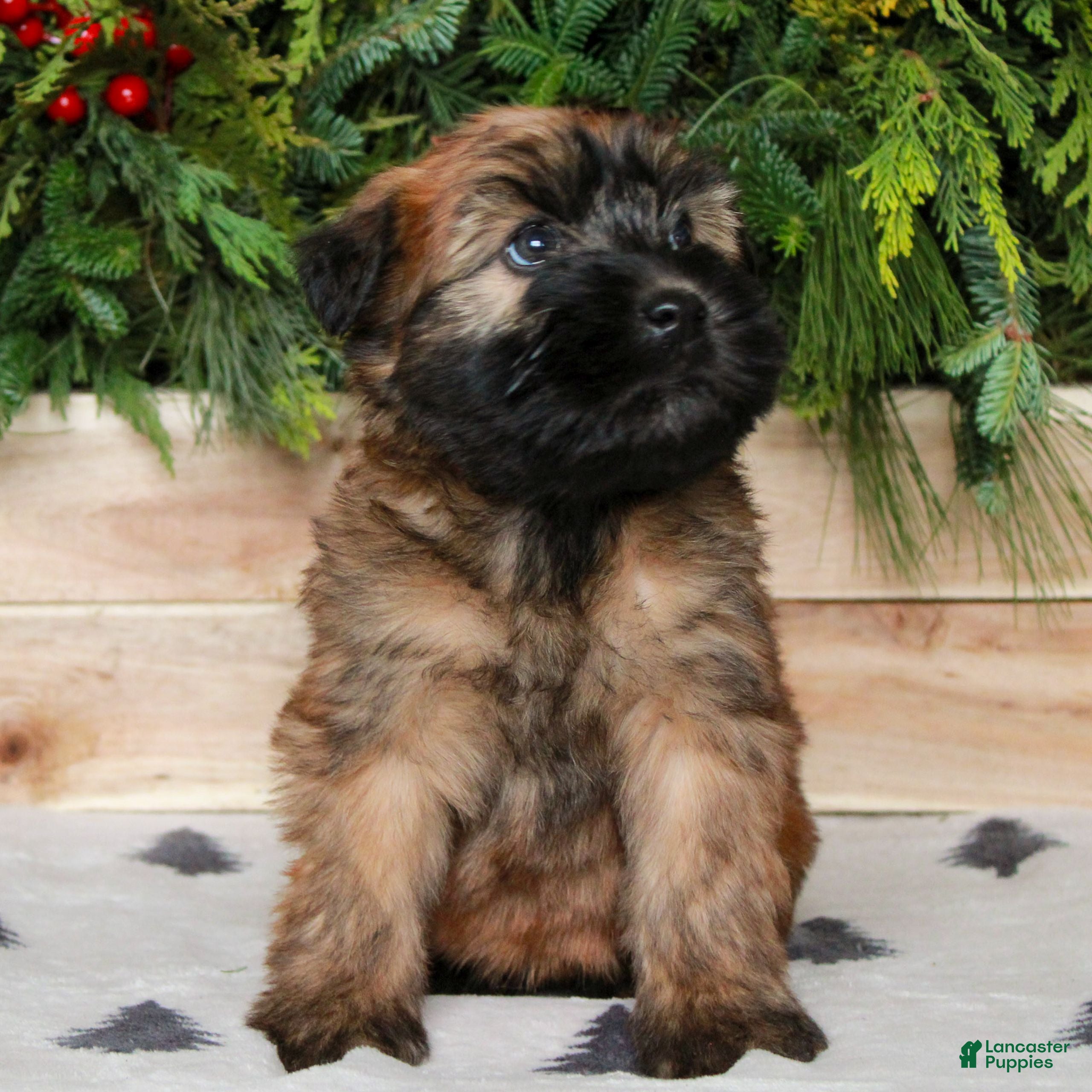 Soft Coated Wheaten Terrier dogs Willow  - Ad 4