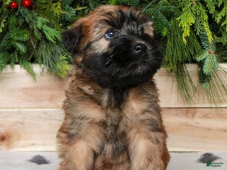 Soft Coated Wheaten Terrier dogs Willow - Ad 4