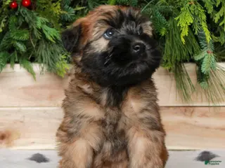 Soft Coated Wheaten Terrier dogs Willow - Ad 1