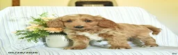 Mini Goldendoodle dogs for sale: Indigo  - Ad 1