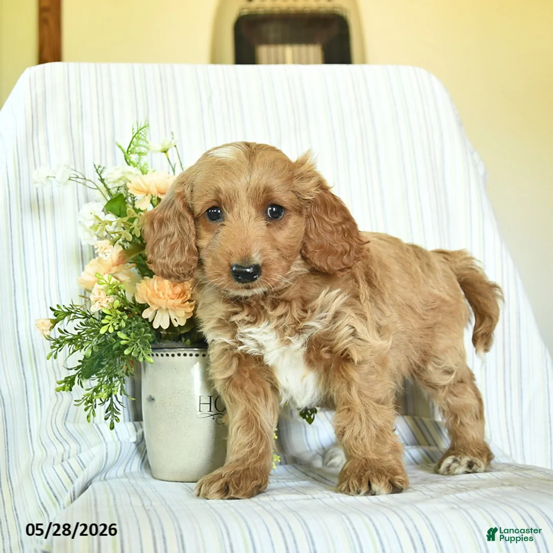 Mini Goldendoodle dogs for sale: Indigo  - Ad 1