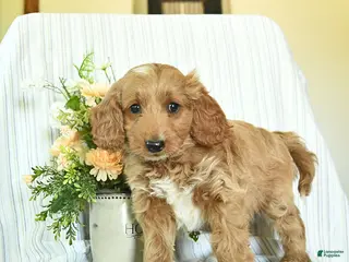 Mini Goldendoodle dogs for sale: Indigo - Ad 2