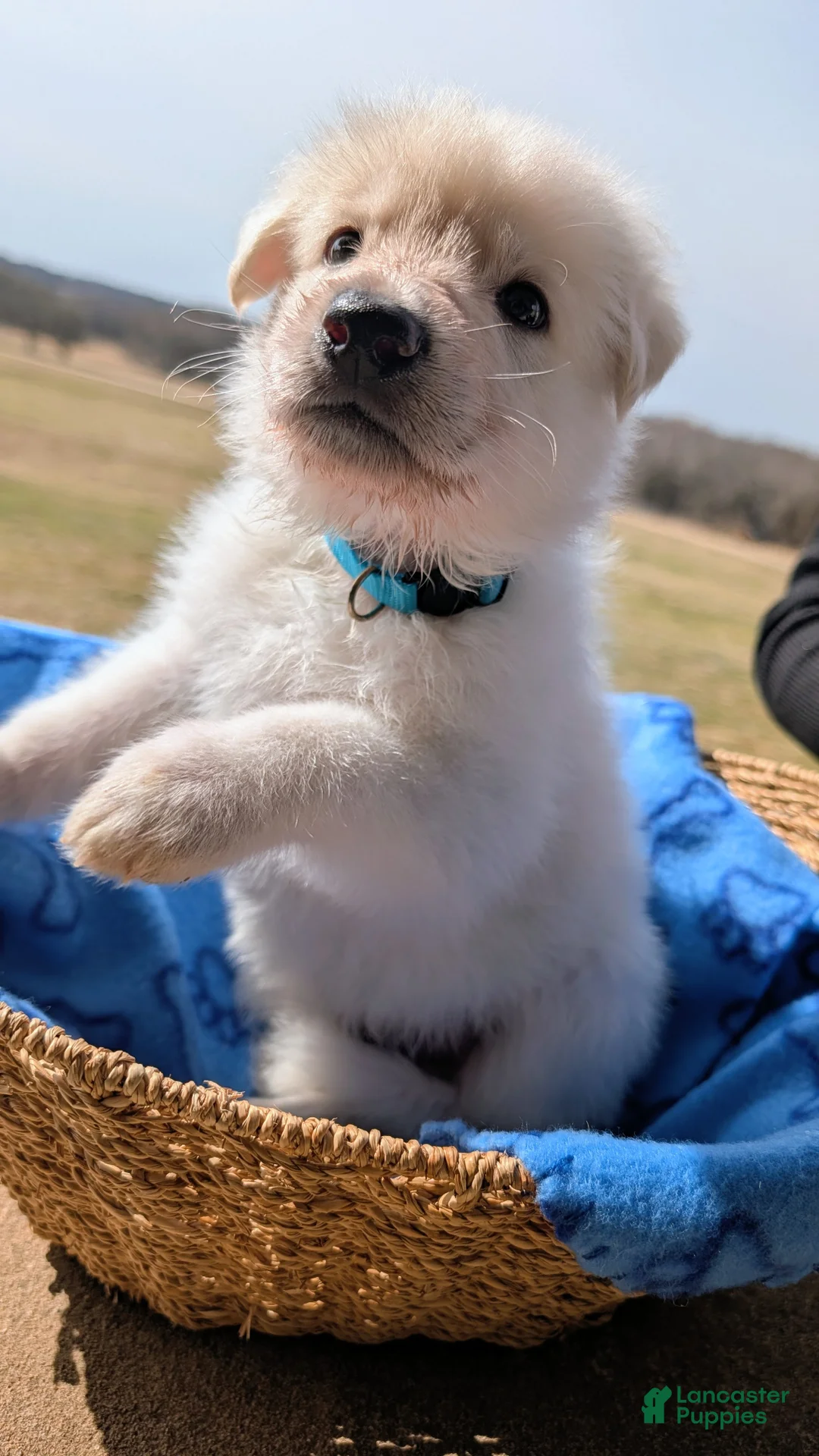 German Shepherd dogs for sale: Teton - Ad 3