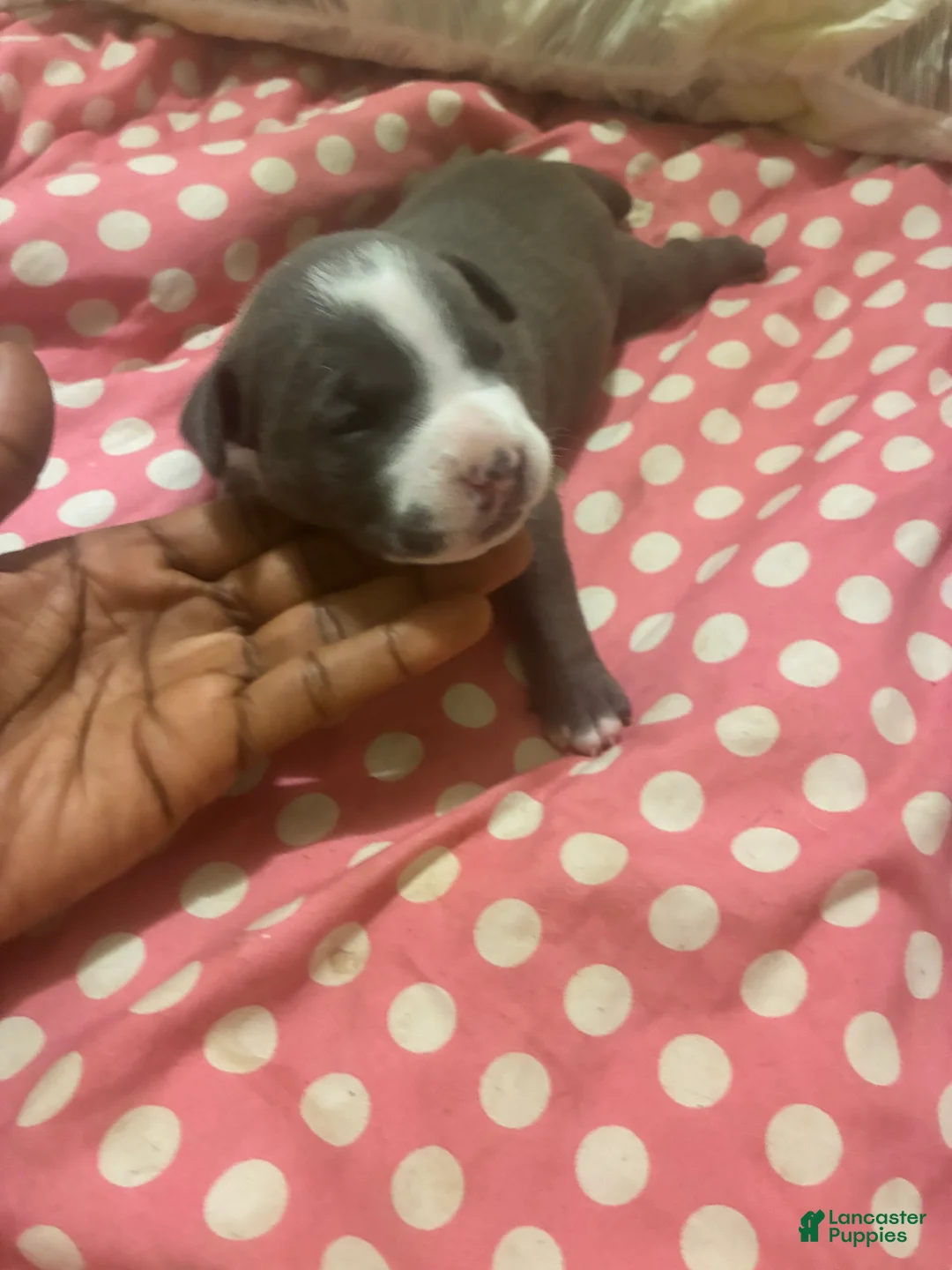 American Bully dogs for sale: American Bully Puppy 2 - Ad 2