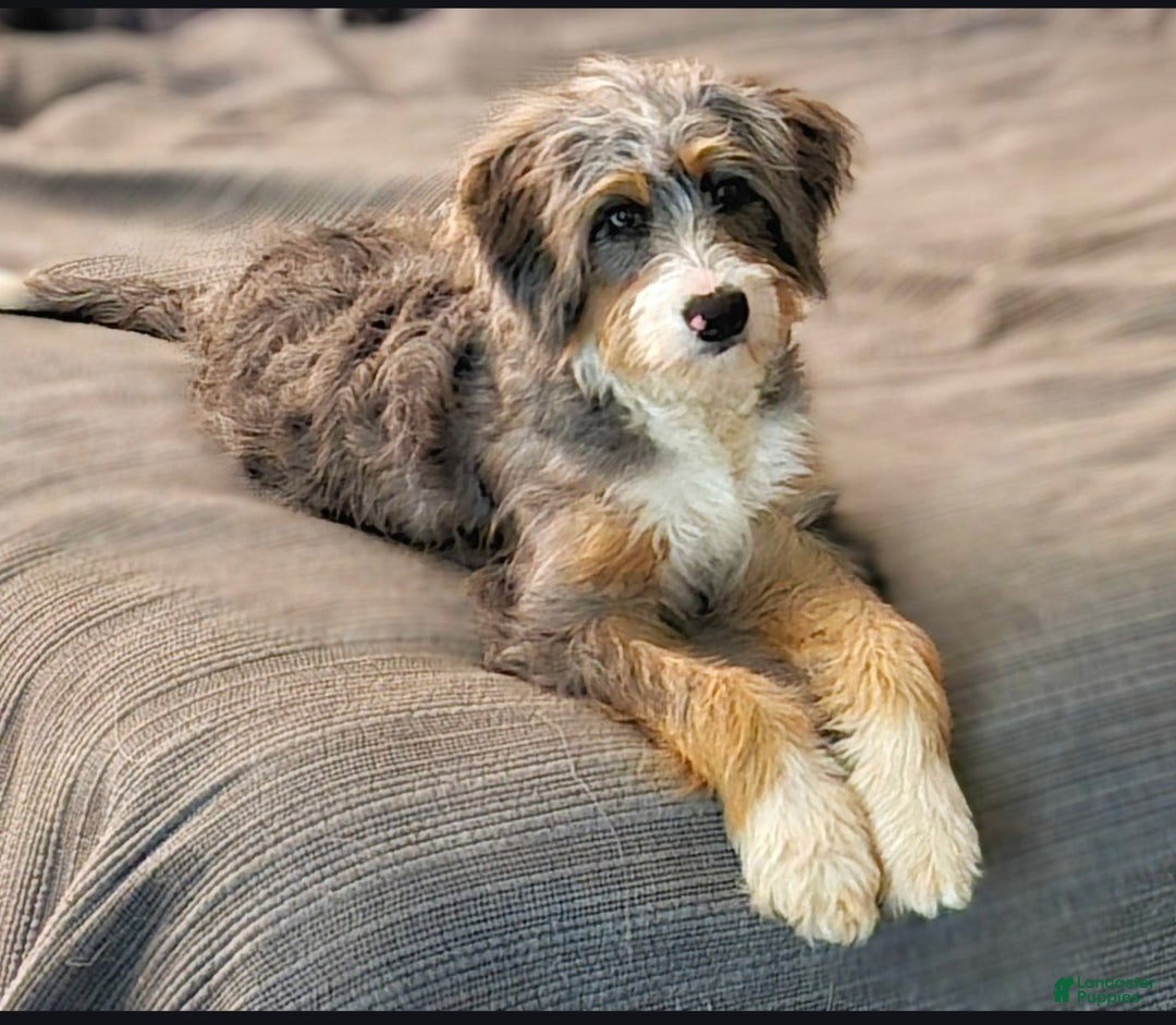 Mini Bernedoodle dogs for sale: Asher - Ad 2