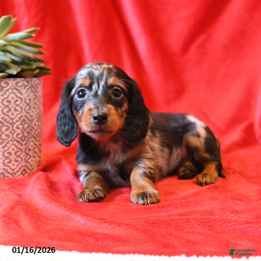 Miniature Dachshund dogs Daisy - Ad 9