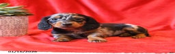 Miniature Dachshund dogs for sale: Daisy - Ad 1