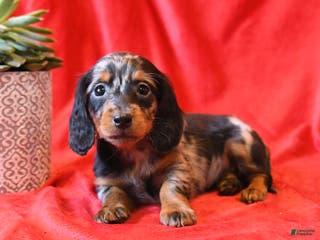 Miniature Dachshund dogs for sale: Daisy - Ad 3