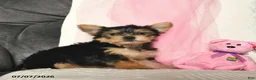 Yorkshire Terrier dogs for sale: Loretta  - Ad 4